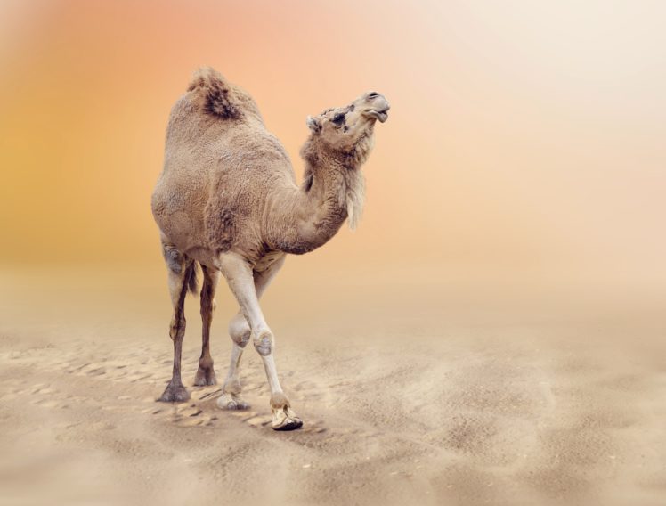 camels, Animals, Wallpapers HD Wallpaper Desktop Background
