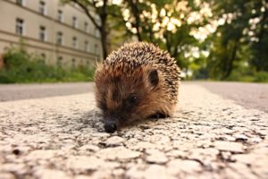 hedgehogs, Animals, Wallpapers