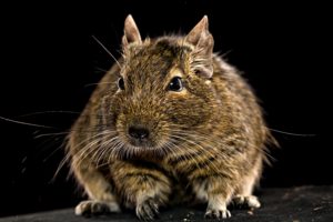 rodents, Hamsters, Whiskers, Animals, Wallpapers