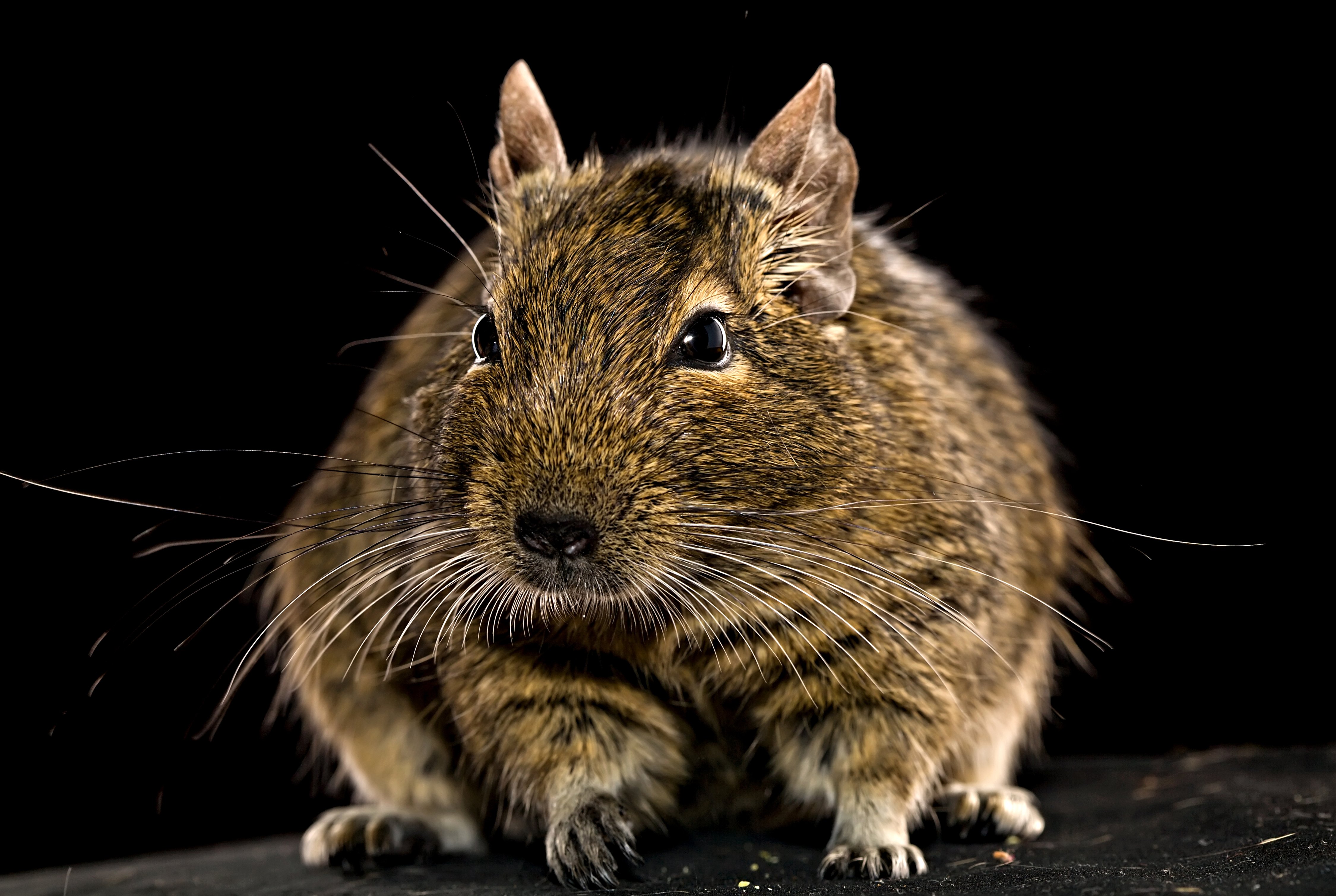 rodents, Hamsters, Whiskers, Animals, Wallpapers Wallpaper