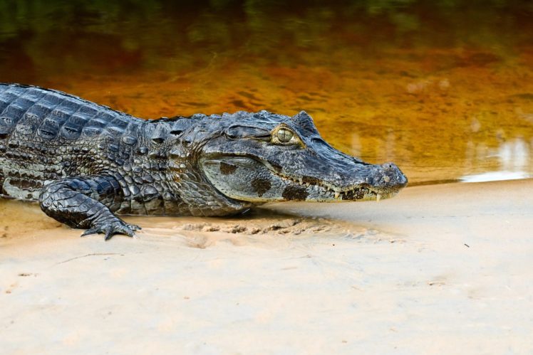 crocodiles, Animals, Wallpapers HD Wallpaper Desktop Background