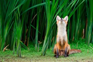 animals, Fields, Foxes