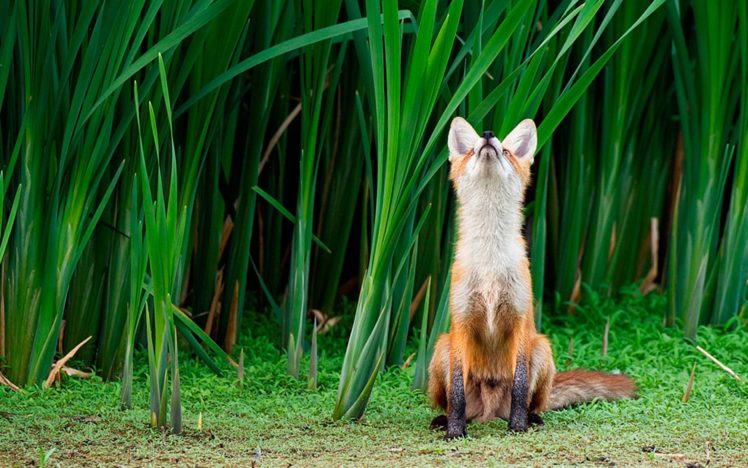 animals, Fields, Foxes HD Wallpaper Desktop Background