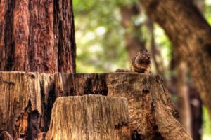 nature, Forest, Wildlife, Woods, Squirrels, Hdr, Photography