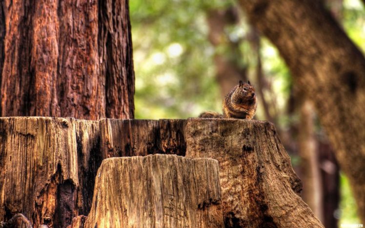nature, Forest, Wildlife, Woods, Squirrels, Hdr, Photography HD Wallpaper Desktop Background