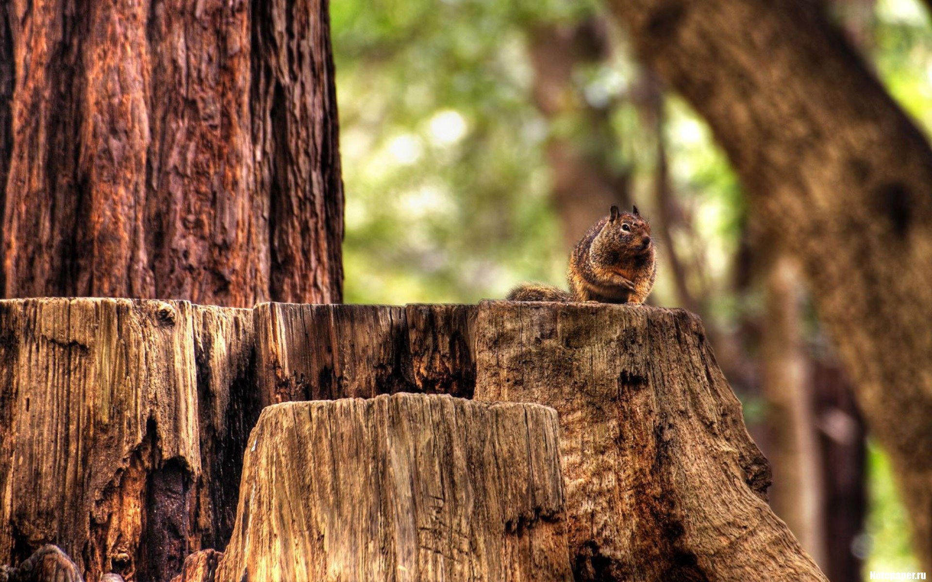 nature, Forest, Wildlife, Woods, Squirrels, Hdr ...
