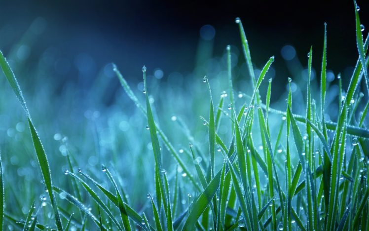 night, Grass, Bokeh, Dew HD Wallpaper Desktop Background