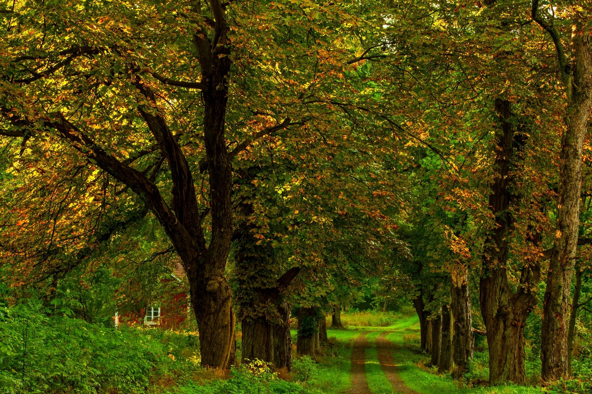 autumn, Colorful, Road, Colors, Walk, Path, Fall, Trees, Nature, Forest, Park, Autumn, Splendor, Leaves Wallpaper