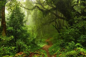 jungle, Trees, Forest, Mist, Moss, Path, Plants, Ferns, Rainforest, Nature