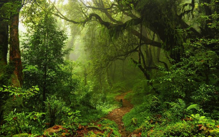 jungle, Trees, Forest, Mist, Moss, Path, Plants, Ferns, Rainforest, Nature HD Wallpaper Desktop Background