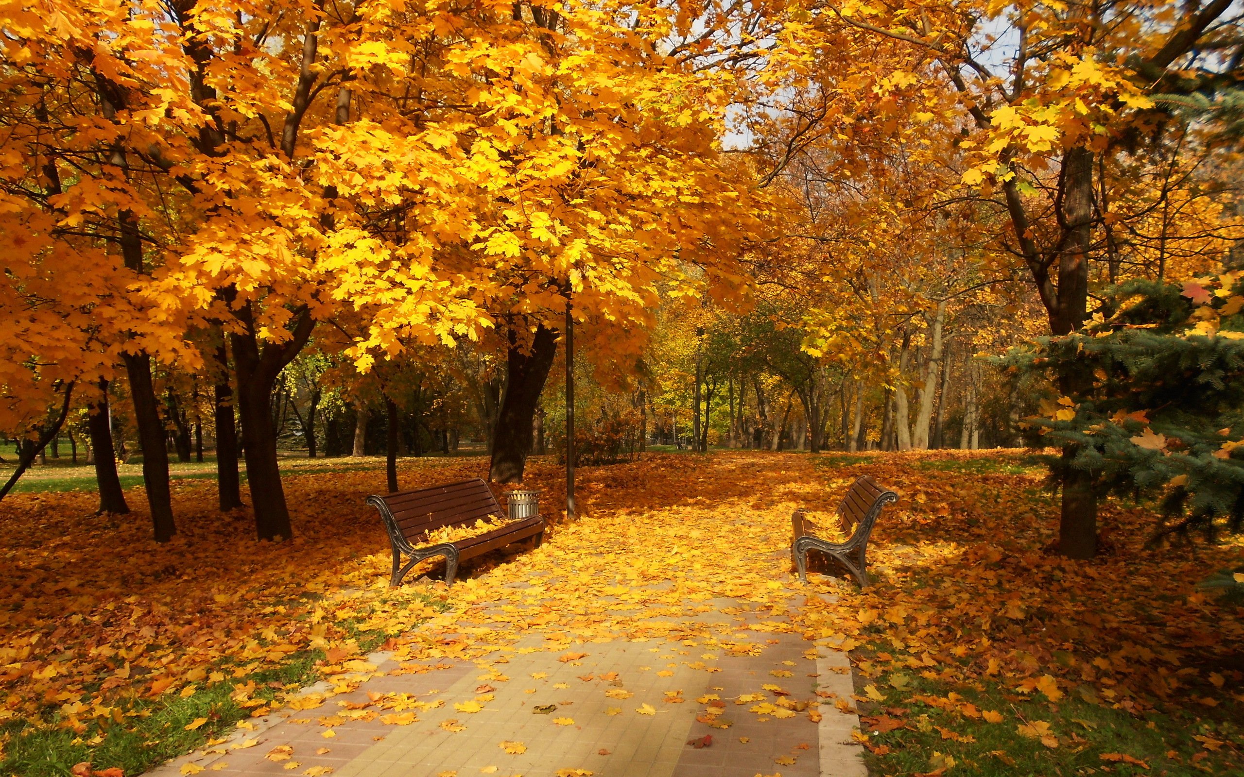 path, Walk, Park, Forest, Colors, Road, Colorful, Nature, Fall, Trees, Autumn, Splendor, Autum, Leaves Wallpaper