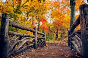 path, Leaves, Nature, Fall, Trees, Autumn, Autumn, Splendor