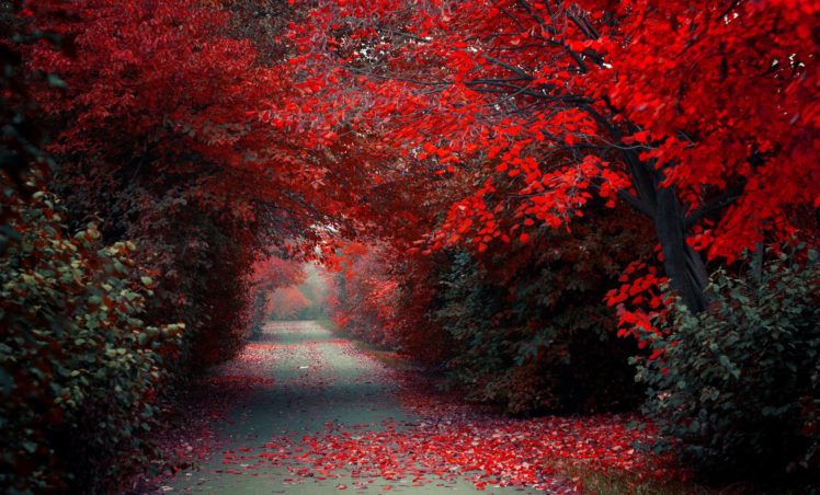 trees, Alley, Forest, Autumn, Autumn, Splendor, Path, Woods, Nature, Fall HD Wallpaper Desktop Background