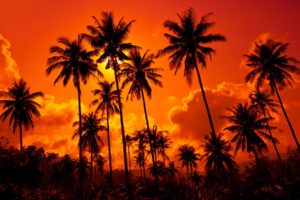 coconut, Palms, Sand, Beach, Sunset, , Thailand, Beautiful, Nature, Landscape, Sky, Clouds