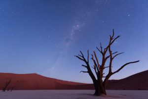 stars, Tree, Desert, Sky