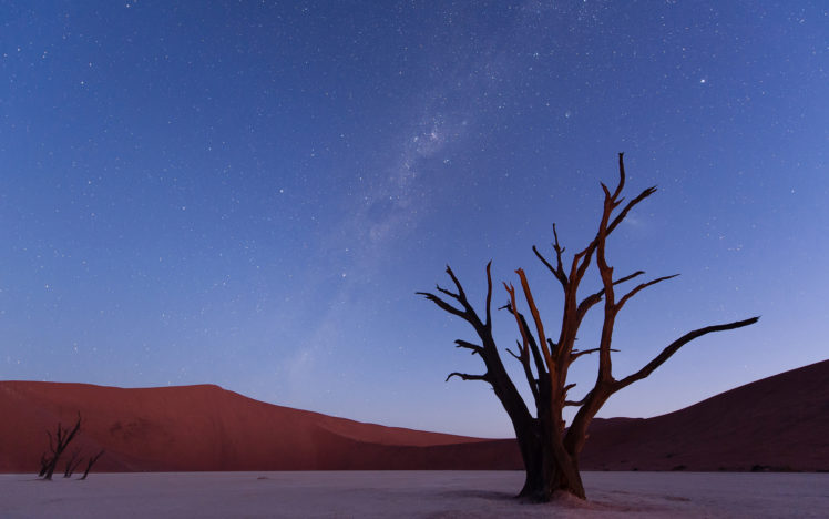 stars, Tree, Desert, Sky HD Wallpaper Desktop Background
