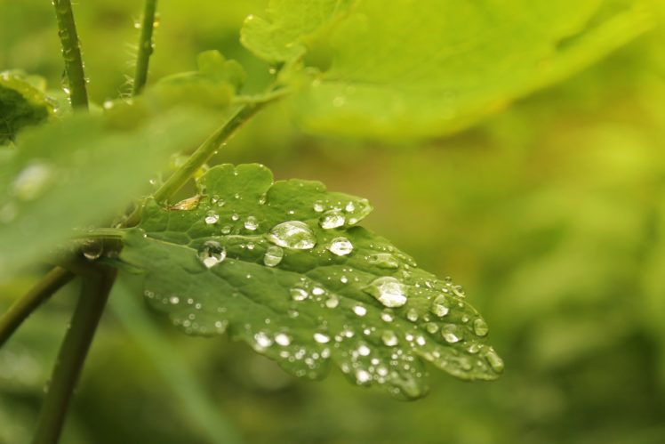 water, Drops, Grass, Summer, Leaves, Celandine HD Wallpaper Desktop Background