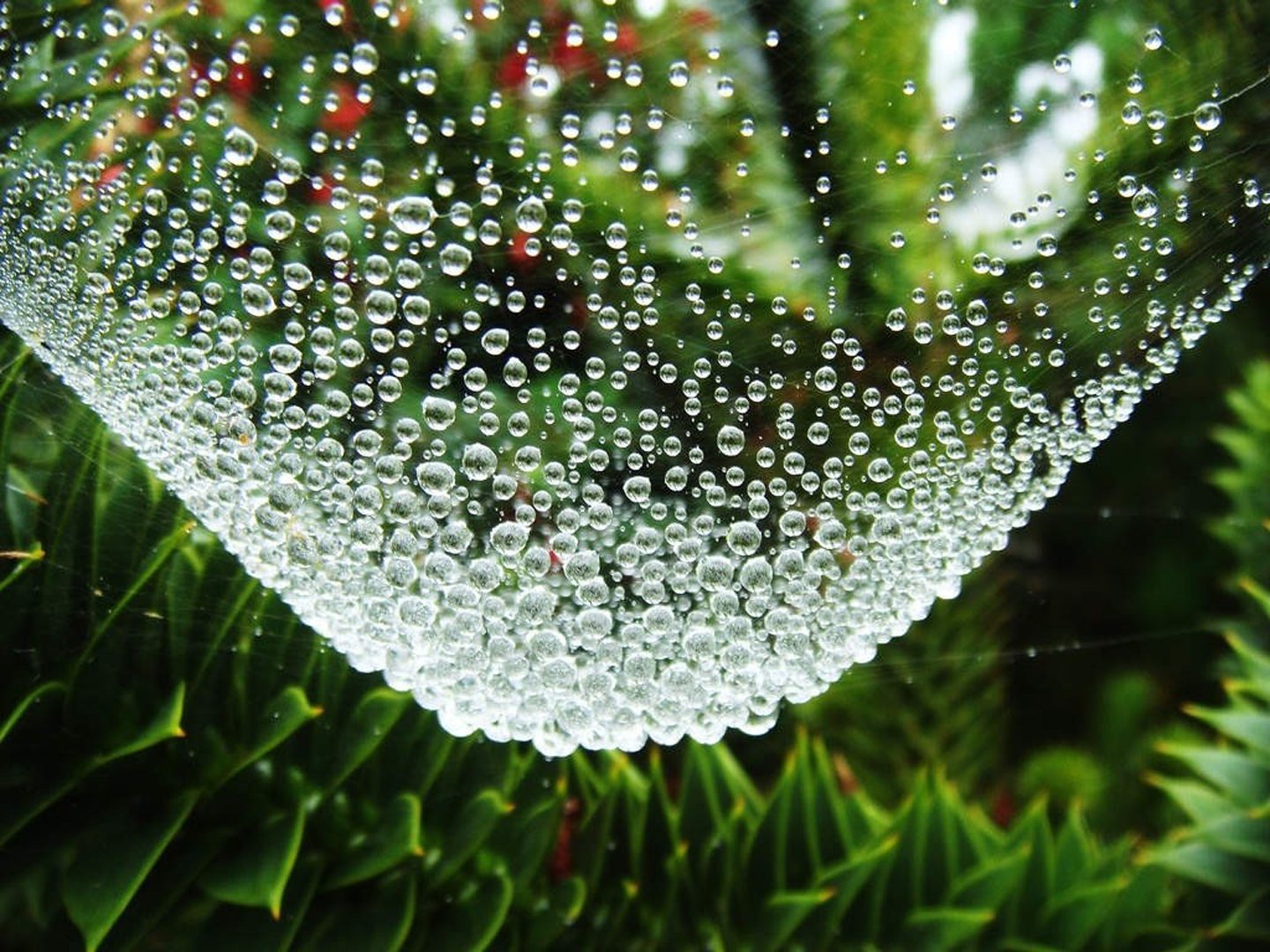 nature, Landscape, Trees, Spider, Webs, Water, Drops, Leaves, Depth, Of, Field, Dew Wallpaper