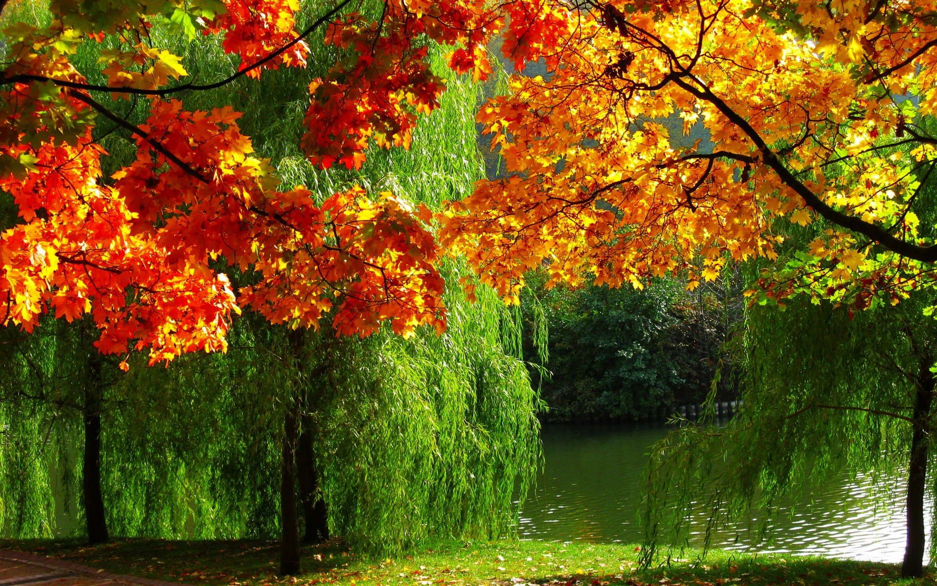 forest, Nature, Autumn, Leaves, River, Ultra, High, Definition, Landscape Wallpaper