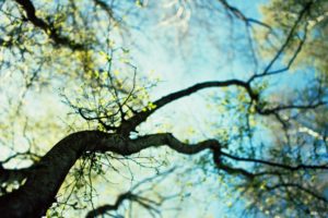 nature, Trees, Macro, Depth, Of, Field, Skyscapes, Blurred, Branches