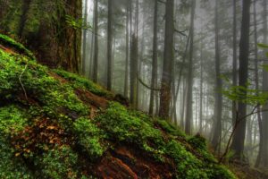 nature, Trees, Forest, Planets, Fog, Plants, Moss, Hdr, Photography, Logs