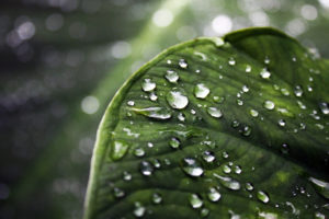 green, Leaf, Water, Drops, Depth, Of, Field