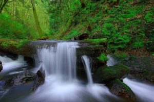 forest, Trees, River, Stream, Waterfall, Rocks, Moss, Nature, Landscape