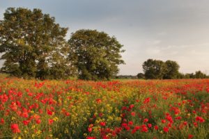 yorkshire, England, Flowers, Poppies, Wild, Cress, Trees, Meadow