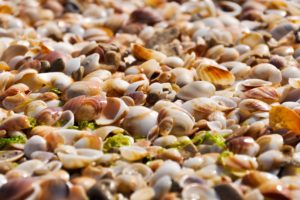 shells, Sand, Beach, Bokeh