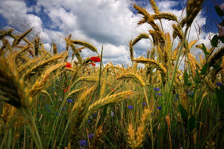field, Ears, Flowers, Poppies, Cornflowers, Close up, Grass, Wheat, Hdr HD Wallpaper Desktop Background