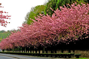sakura, Alley, Cherries, Road, Trees