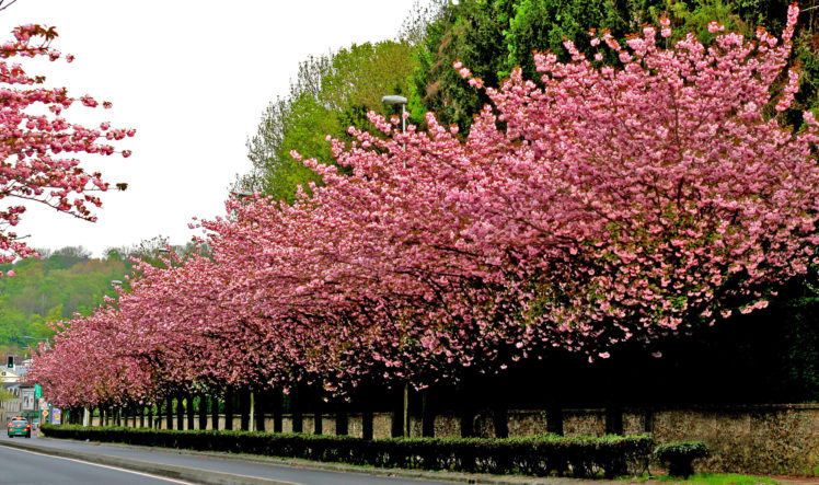 sakura, Alley, Cherries, Road, Trees HD Wallpaper Desktop Background
