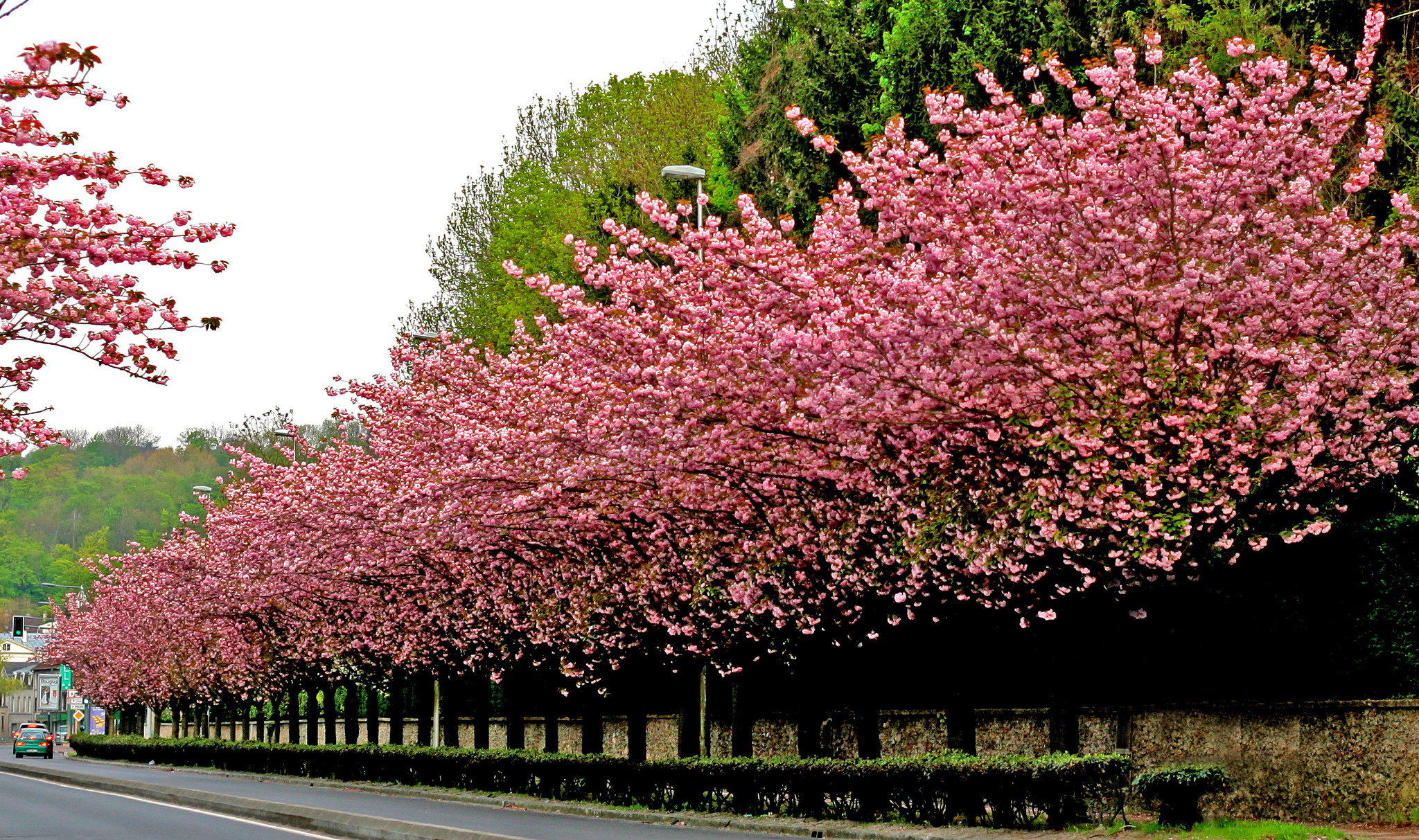 sakura, Alley, Cherries, Road, Trees Wallpaper