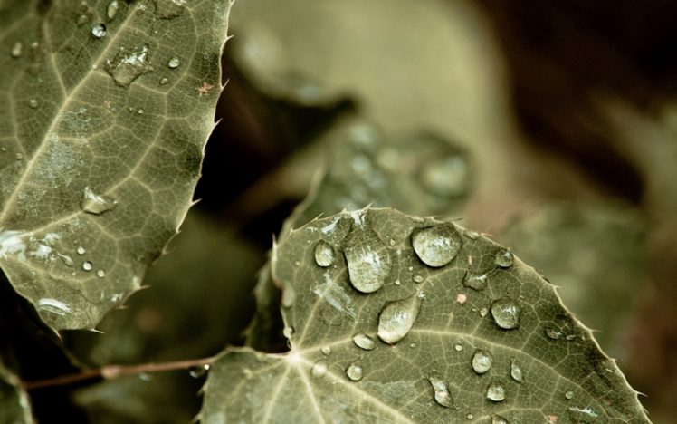 nature, Water, Drops, Macro HD Wallpaper Desktop Background