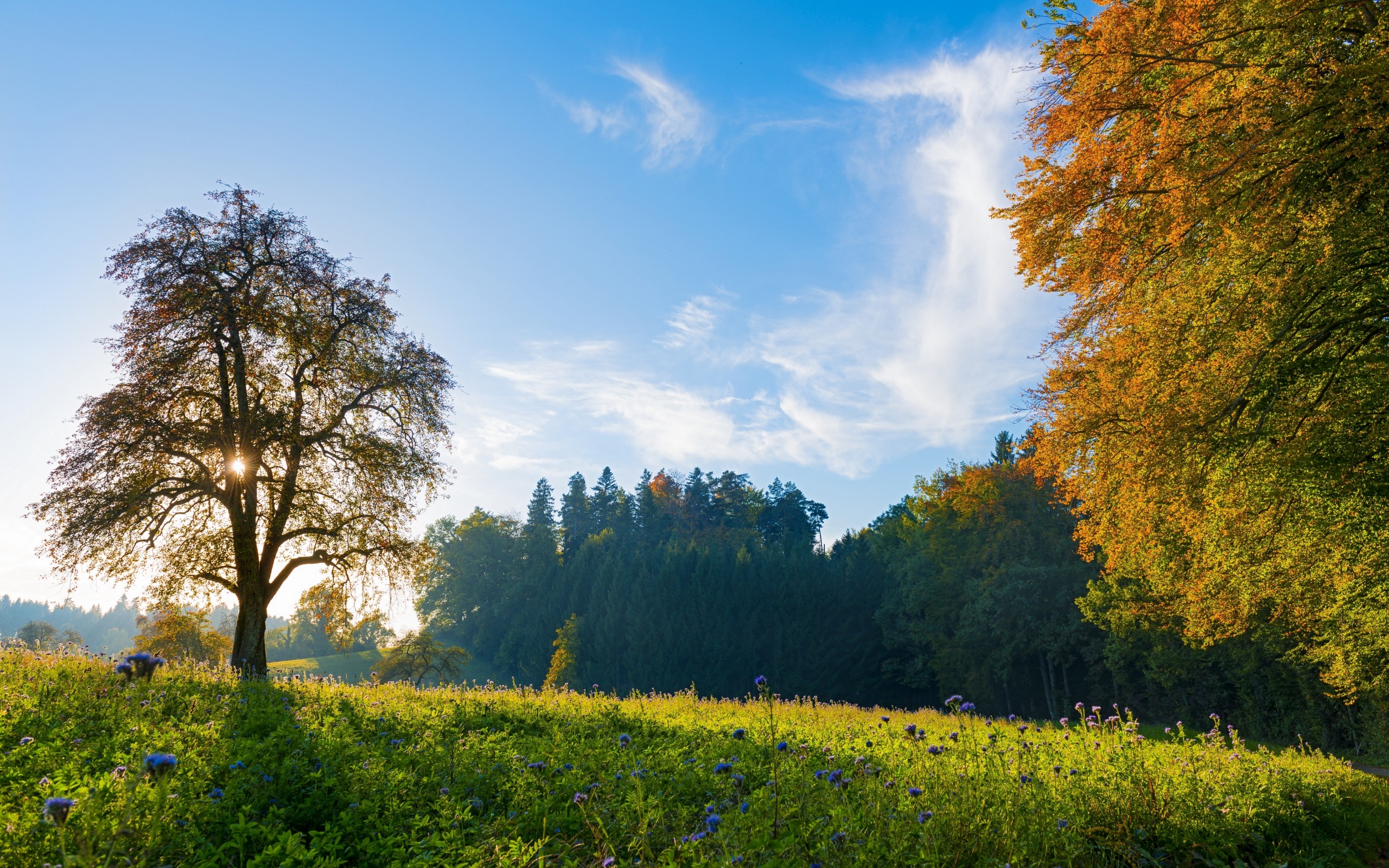 switzerland, Trees, Meadow, Flowers, Autumn, Fall, Sky, Landscape Wallpaper