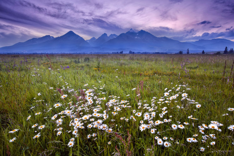 tatra, Mountains, Grass, Flowers, Daisies, Mountains, Evening, Lilac, Sky, Clouds, Landscape HD Wallpaper Desktop Background