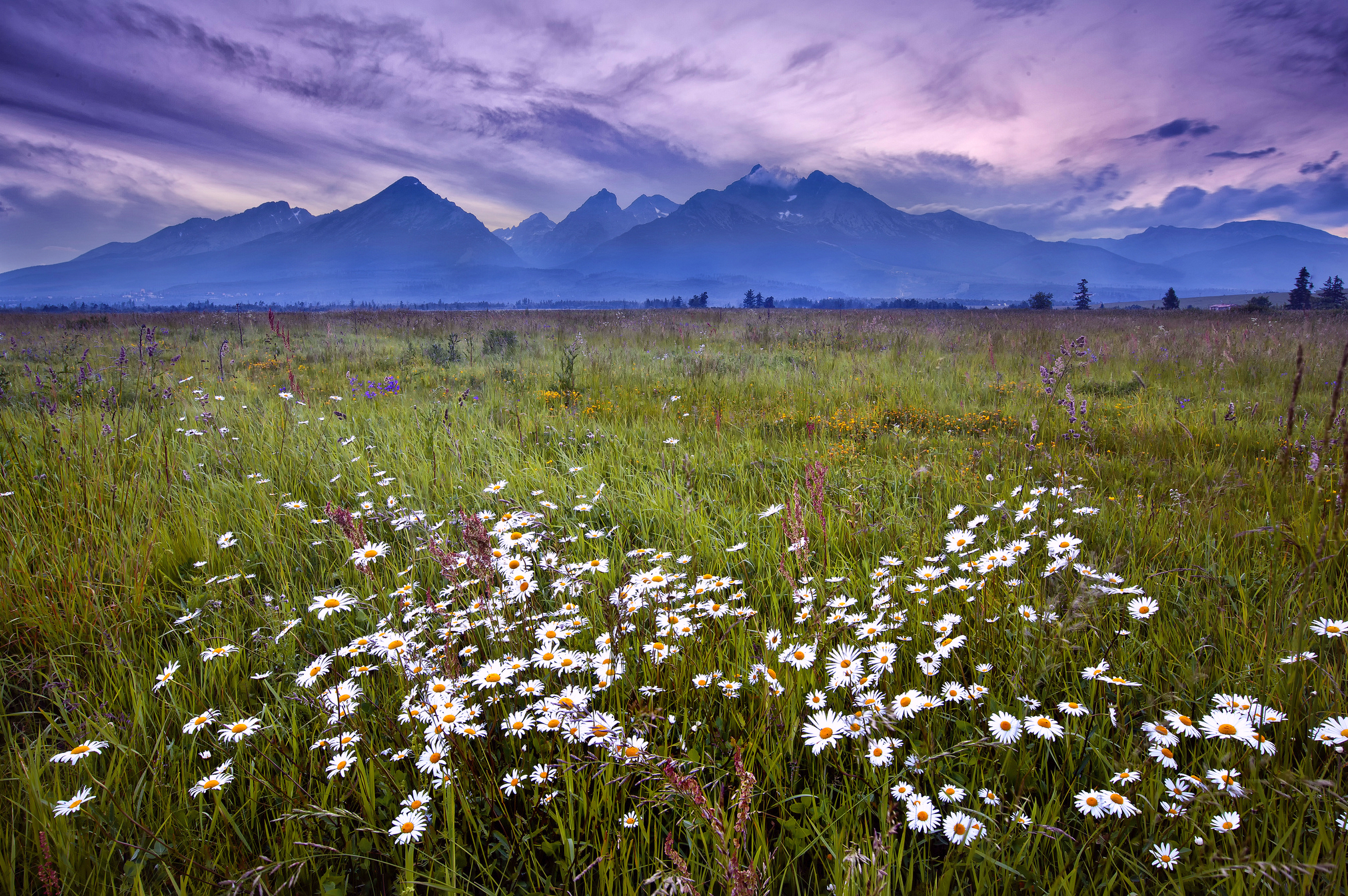 tatra, Mountains, Grass, Flowers, Daisies, Mountains, Evening, Lilac, Sky, Clouds, Landscape Wallpaper