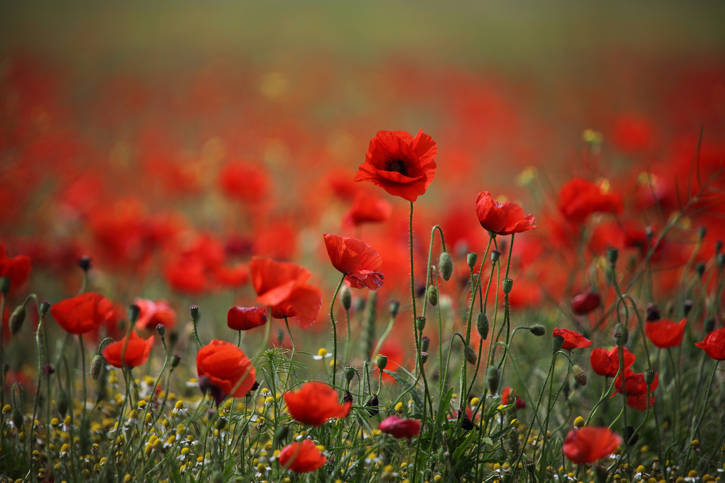 flowers, Poppies, Red Wallpaper