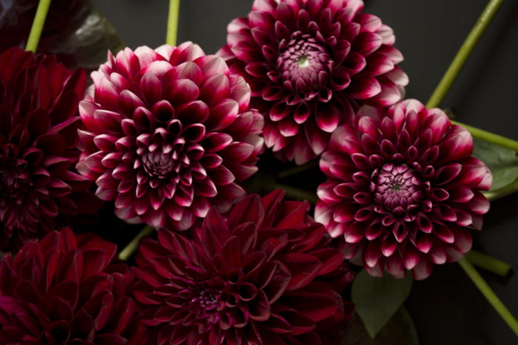 dahlias, Flowers HD Wallpaper Desktop Background