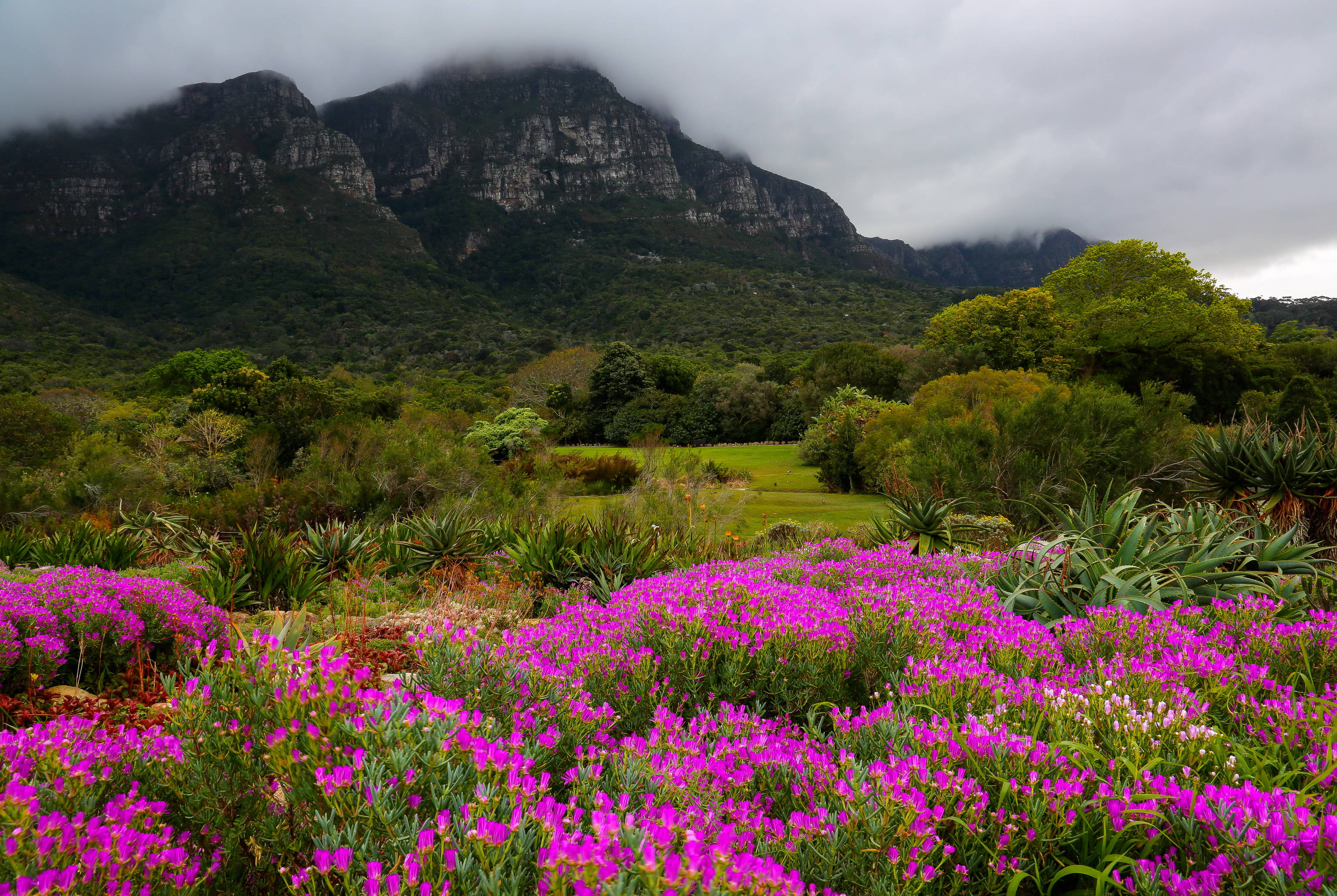 garden, South, Africa, Mountains, Kirstenbosch, Botanic, Nature Wallpaper