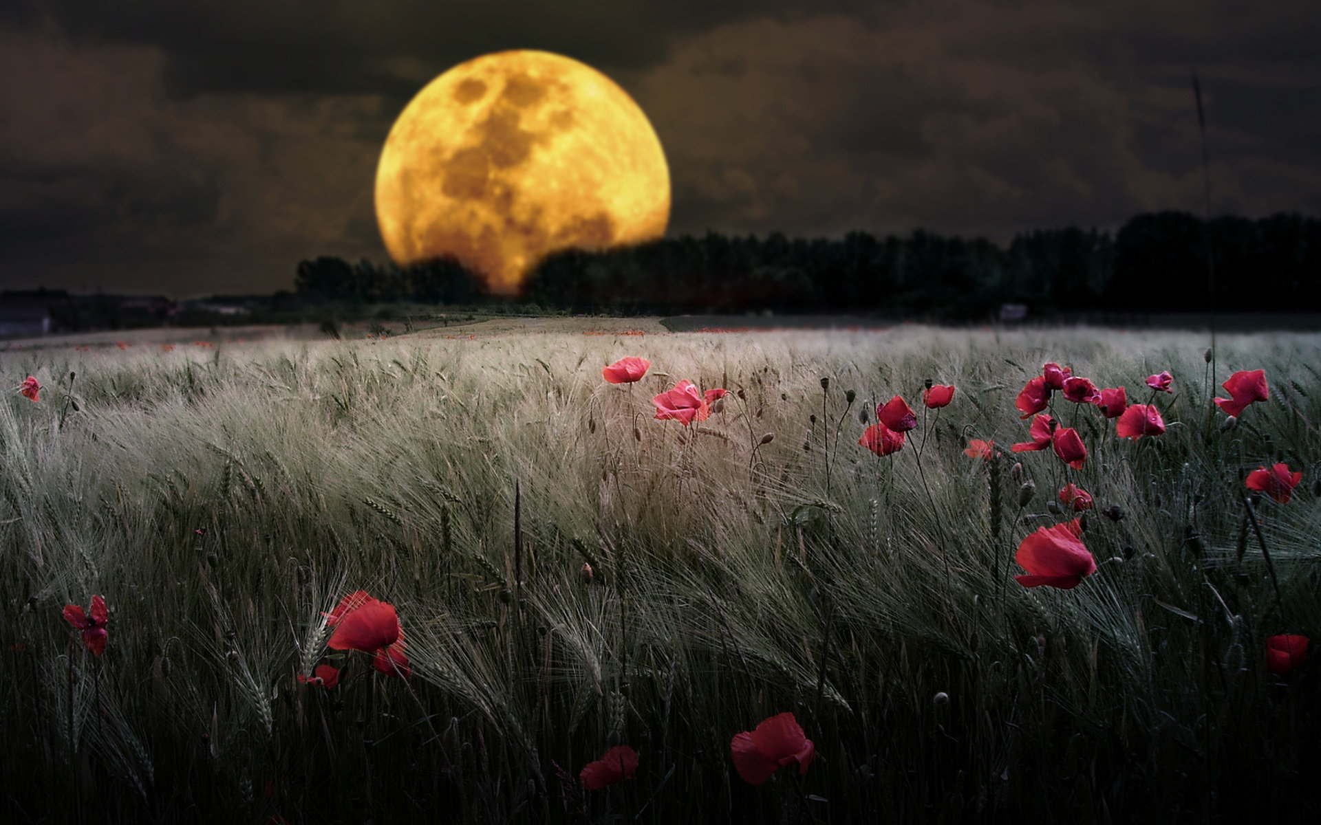 planets, And, Moons, Ground, Corn, Field, Montage, Poppy, Wildflower Wallpaper