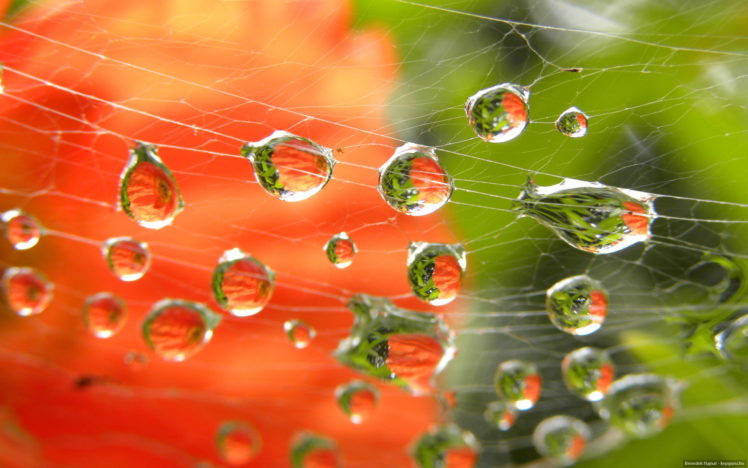 poppy, Reflection, Water, Drops, Bokeh HD Wallpaper Desktop Background