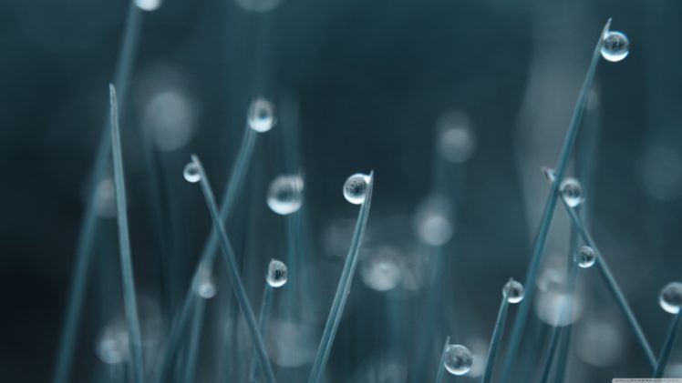 bokeh, Water, Drops, Grass HD Wallpaper Desktop Background