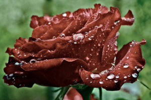 red, Rose, Petals, Drops, Water, Dew, Macro, Bokeh