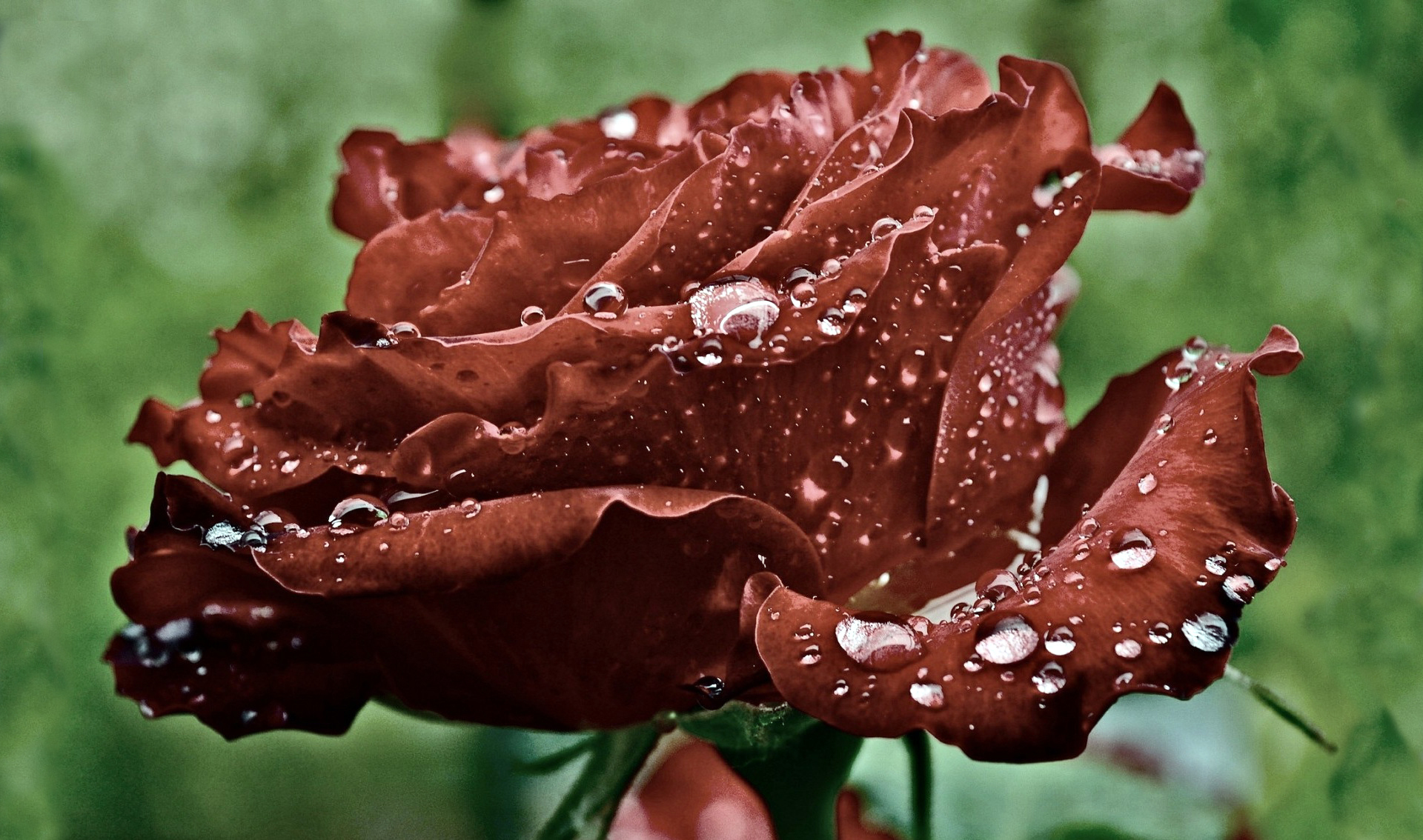 red, Rose, Petals, Drops, Water, Dew, Macro, Bokeh Wallpaper