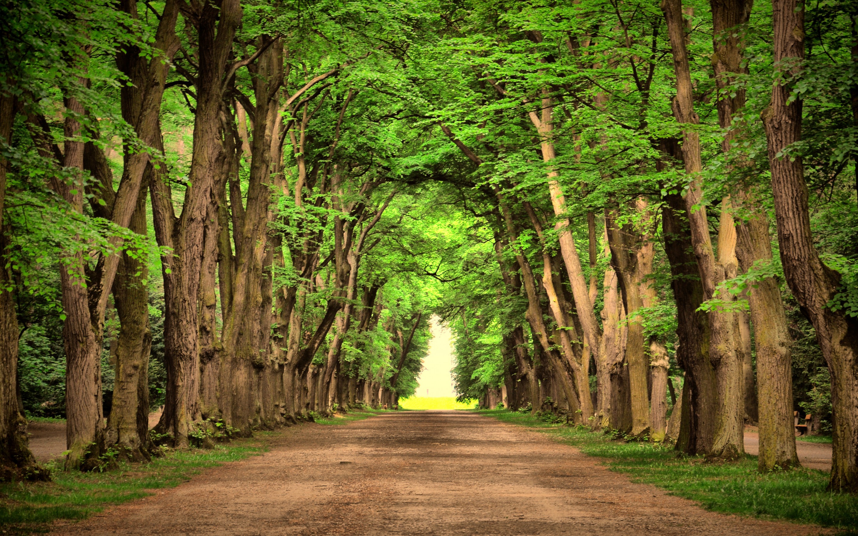 road, Green, Trees, Beautiful, Landscape, Nature, Road, Green, Trees