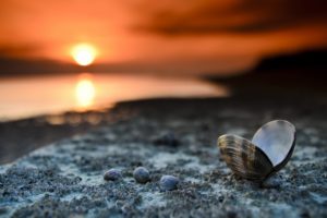 shell, Sunset, Bokeh