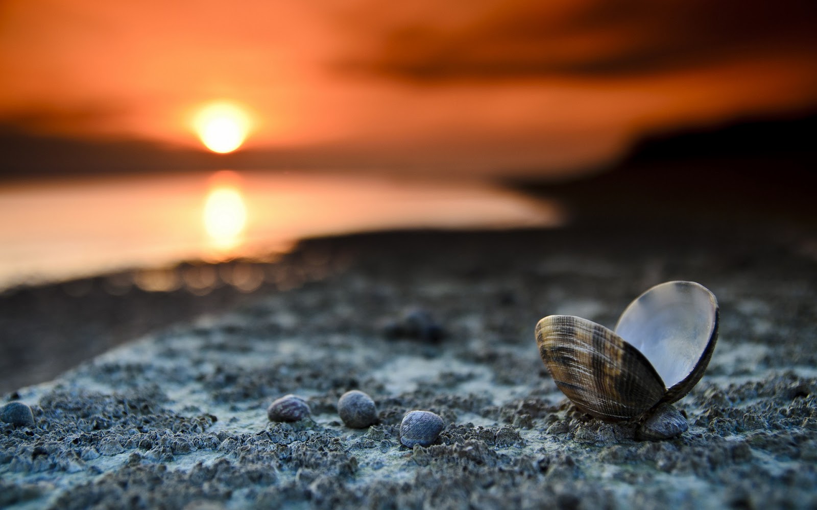 shell, Sunset, Bokeh Wallpaper