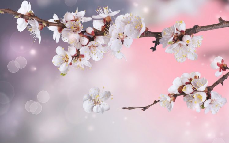 apple, Tree, Flowers, Branches, Petals, Sparkle, Bokeh, Blossoms HD Wallpaper Desktop Background