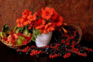 flowers, Berries, Red, Currants, Blackberries, Grapes, Still, Life